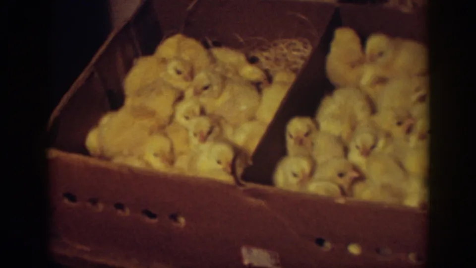 Auburn, California, 1939 footage shows fluffy yellow chicks crowded on both sides of a divided cardboard box with straw visible behind them.