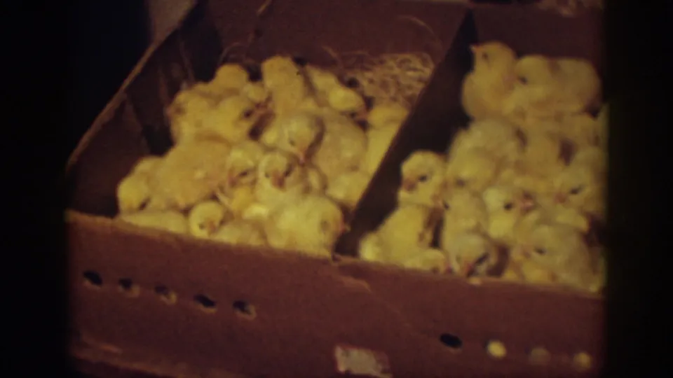 Newborn chicks crowd toward the front edge of a cardboard box in grainy 1939 Auburn, California home-movie footage.