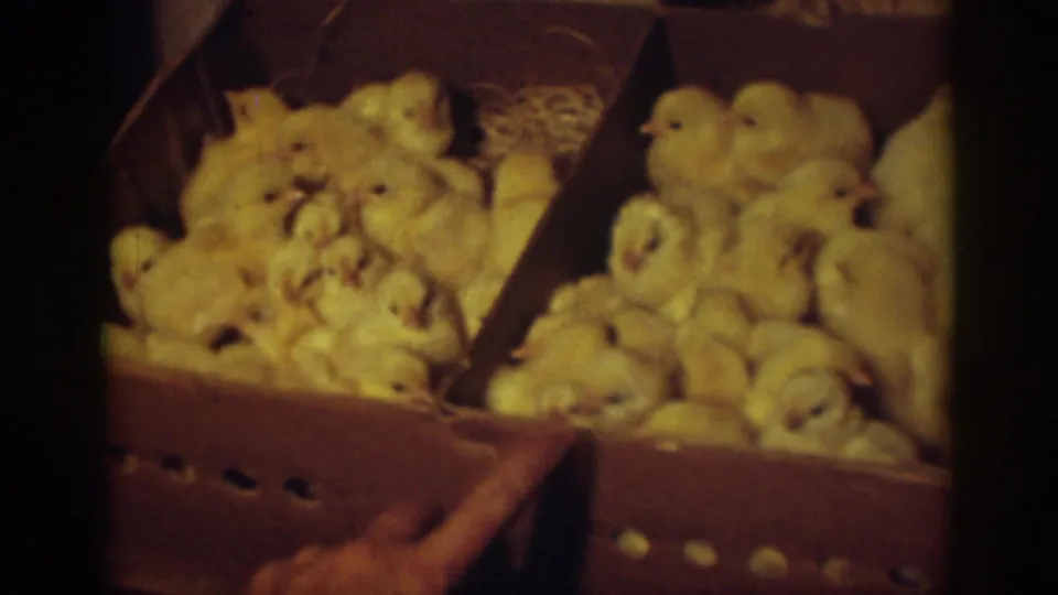 A human hand enters the 1939 Auburn, California frame near a divided cardboard box filled with newborn yellow chicks.