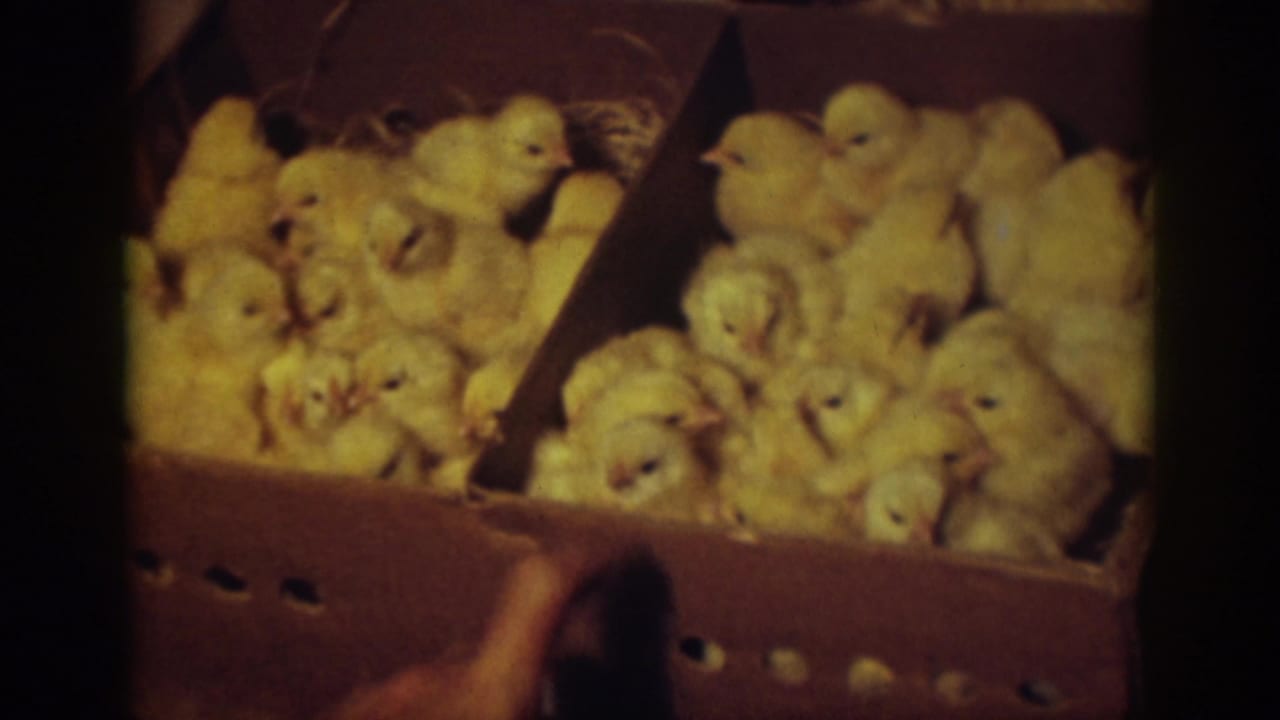 Auburn, California, 1939 8mm frame showing fluffy yellow chicks packed closely in a brown ventilated cardboard box.