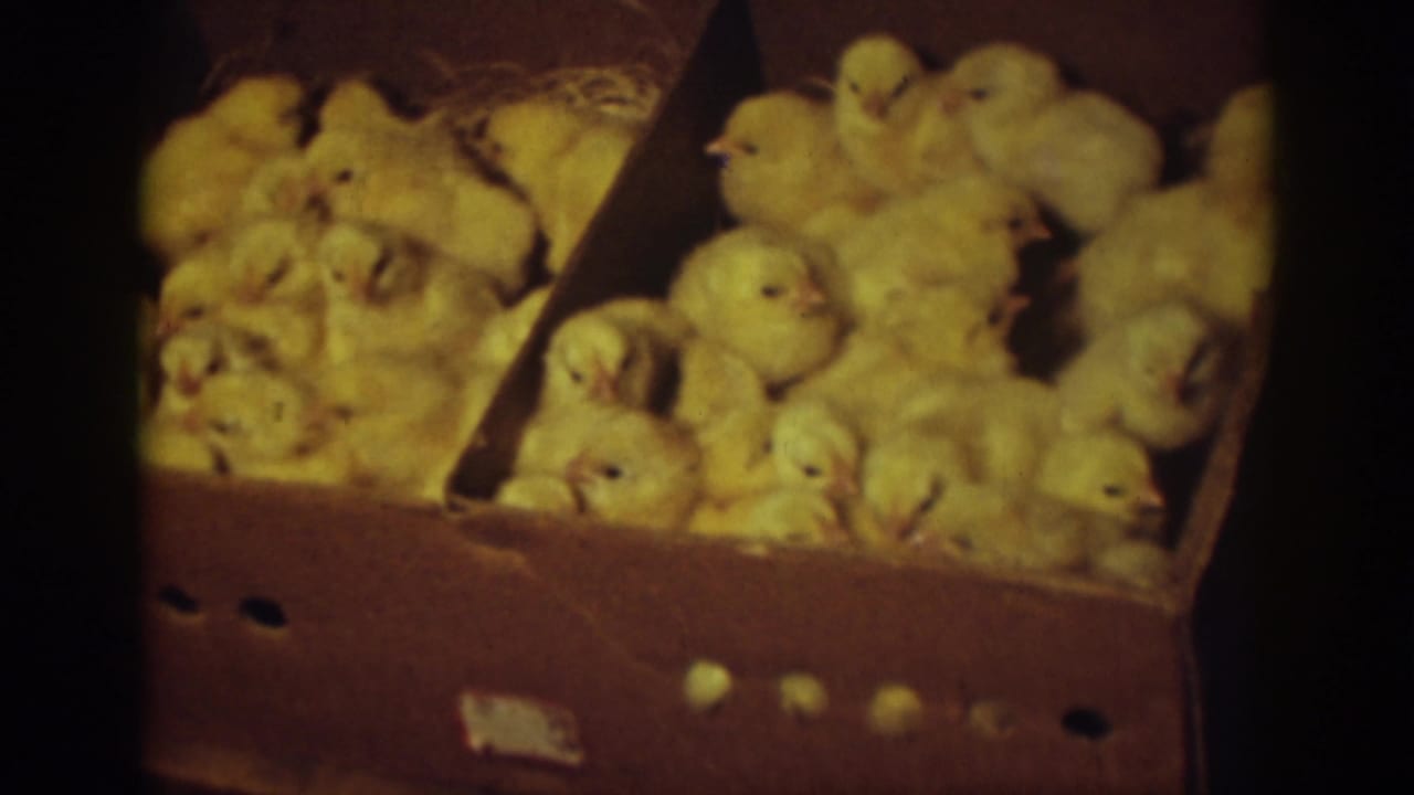 Cluster of yellow chicks in a cardboard box, seen in warm soft focus.