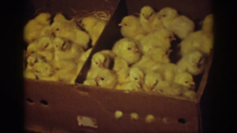 A close 1939 Auburn home-movie frame of yellow chicks pressed together inside a brown cardboard poultry box.