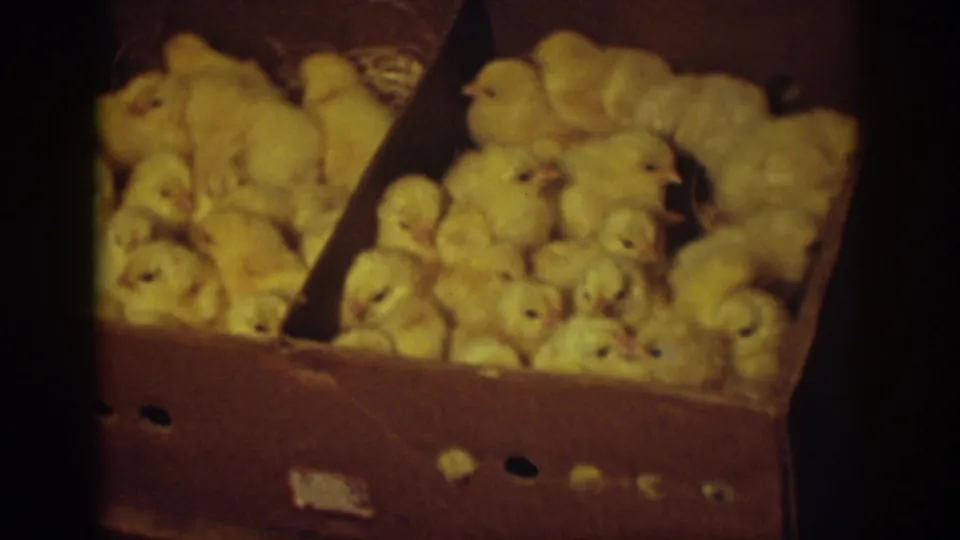 Auburn, California, 1939 frame with chicks crowded in a cardboard box and a partially visible hand near the foreground edge.