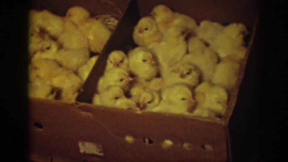 A 1939 Auburn 8mm close-up of downy chicks clustered in a divided brown cardboard box with visible air holes.