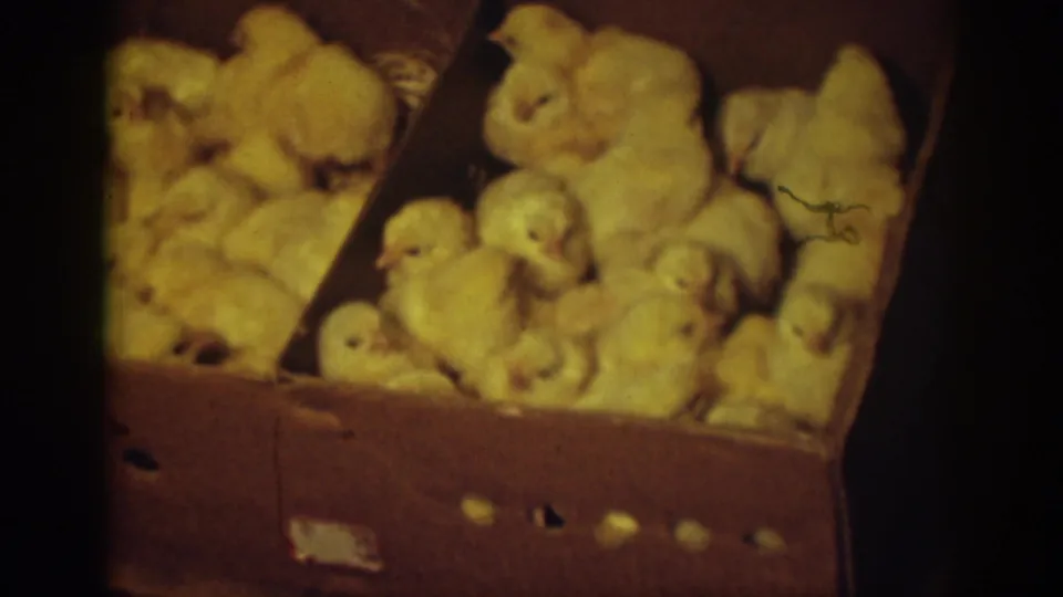 Several yellow chicks huddle inside a cardboard poultry box in 1939 Auburn, California 8mm home-movie footage.