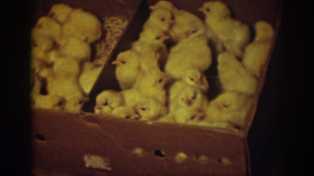 Chicks pressing together inside a cardboard box, seen in close-up.