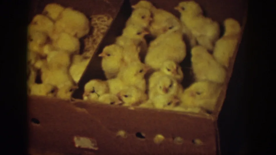 A close view shows yellow chicks shifting in a cardboard box during the Auburn, California home-movie clip.