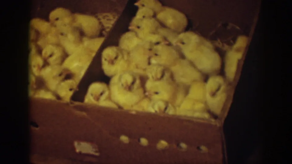 Yellow chicks fill both sides of a divided cardboard box in this 1939 Auburn, California 8mm frame.