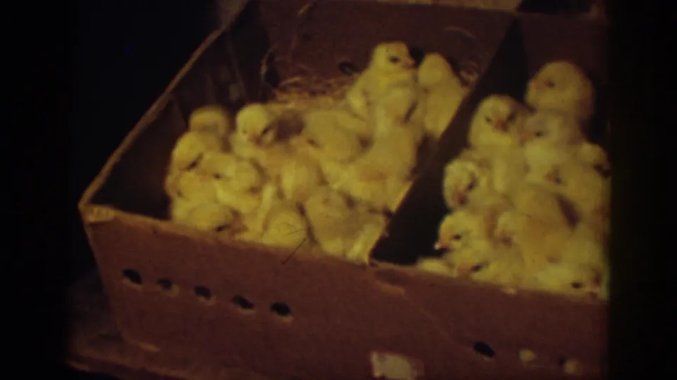 The final frame shows chicks huddled in an open cardboard box, consistent with 1939 Auburn home-movie footage.