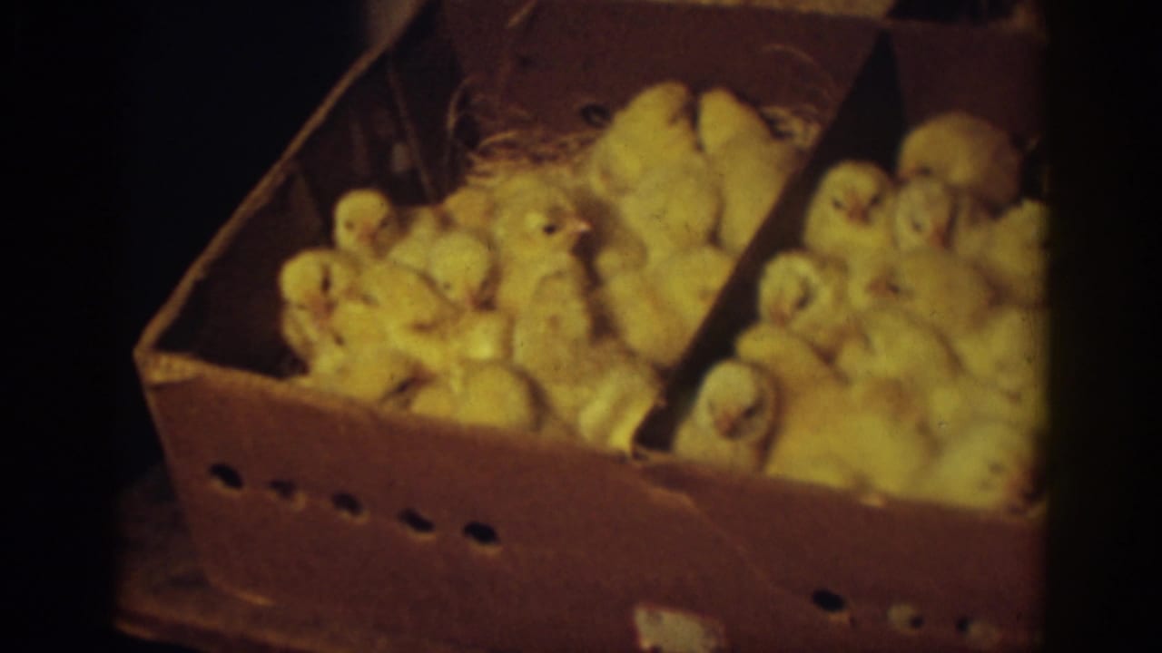 Auburn, California 1939 home-movie frame showing many yellow baby chicks clustered in a divided cardboard box.
