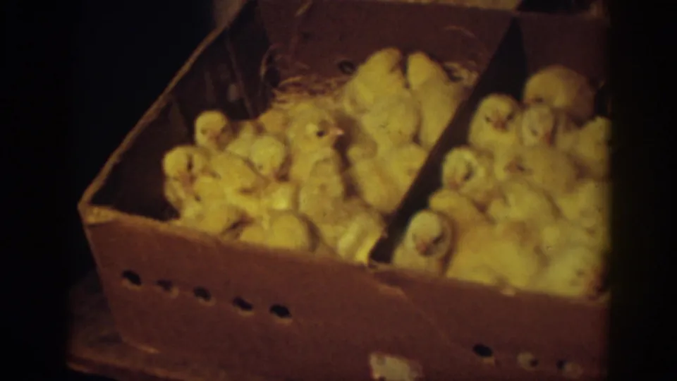 Auburn, California 1939 home-movie frame showing many yellow baby chicks clustered in a divided cardboard box.