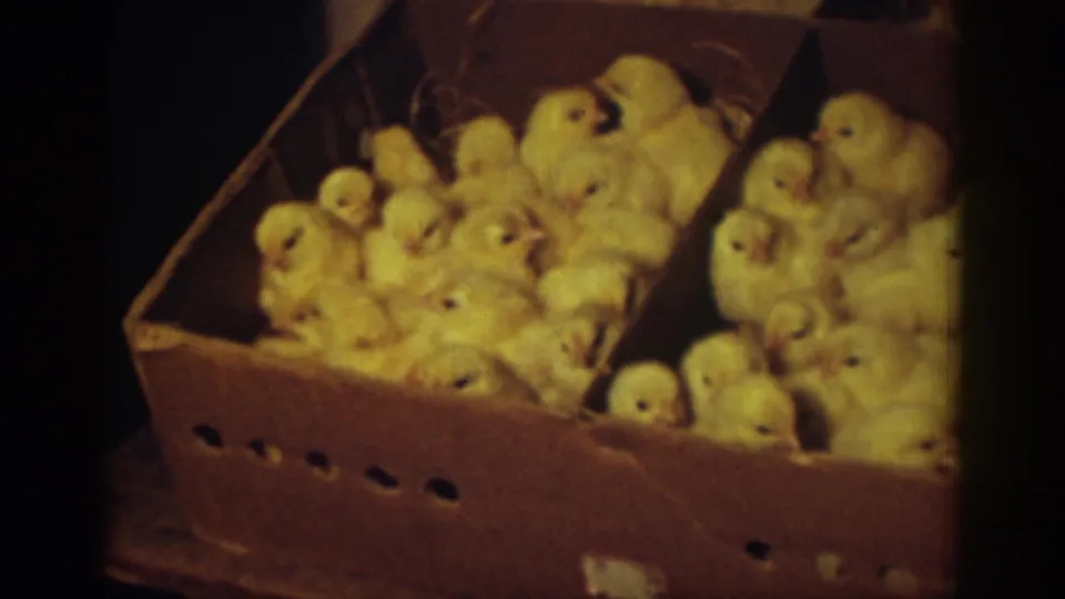 A 1939 8mm frame from Auburn, California shows fluffy chicks packed into two sections of a cardboard box.