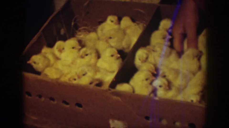 A human hand reaches among baby chicks in a divided cardboard box in this Auburn, California 1939 home-movie frame.