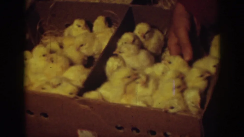 Close 8mm frame of a hand near yellow chicks packed into a divided cardboard box, supported by Auburn 1939 metadata.