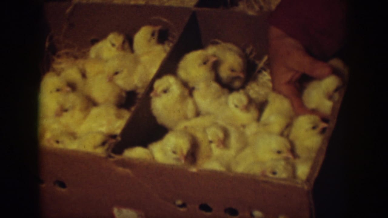 Yellow baby chicks crowd inside a divided cardboard box as a hand reaches in.