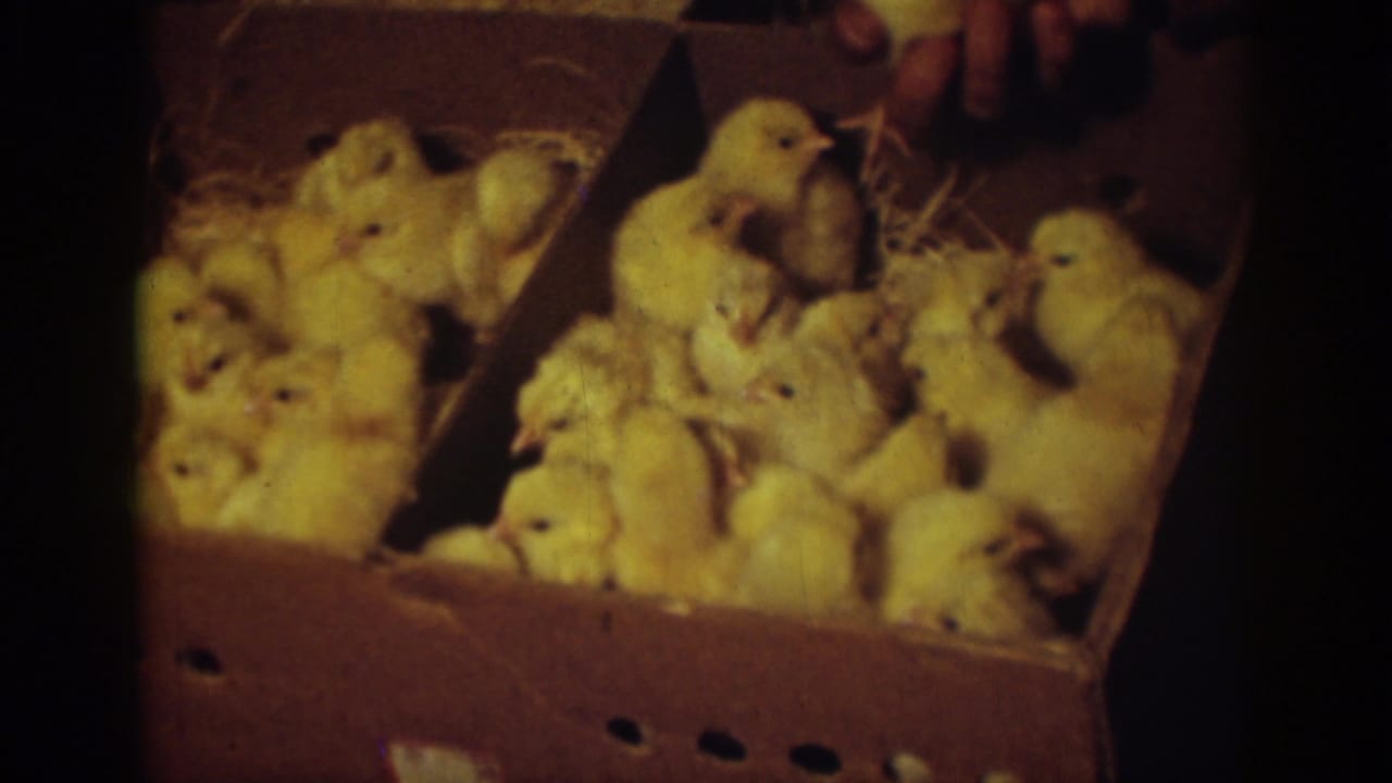 A group of yellow chicks fills a partitioned cardboard box with straw visible around them.