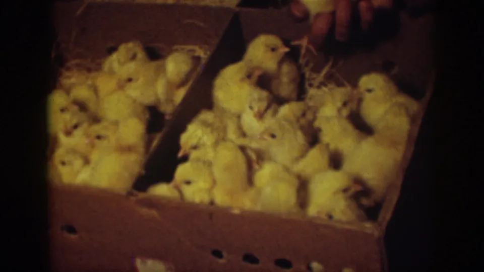Yellow chicks cluster in a divided cardboard box in this Auburn, California 8mm frame, with straw bedding and dark surroundings visible.
