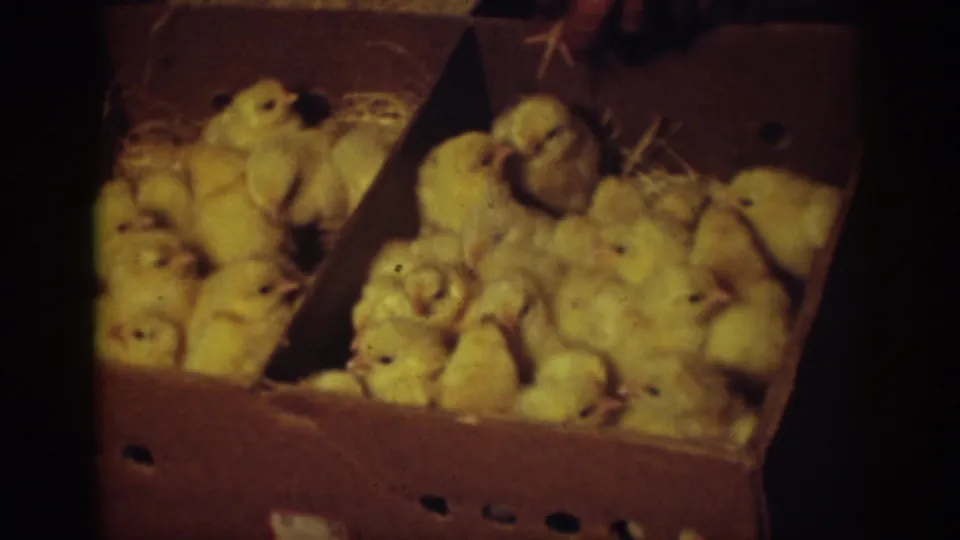 A close 8mm view shows many yellow baby chicks packed into a divided cardboard box, with straw scattered along the sides.