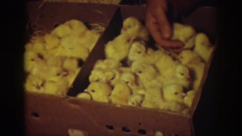 In the final frame, a hand reaches among yellow chicks in the divided box, appearing to choose one chick from the group.