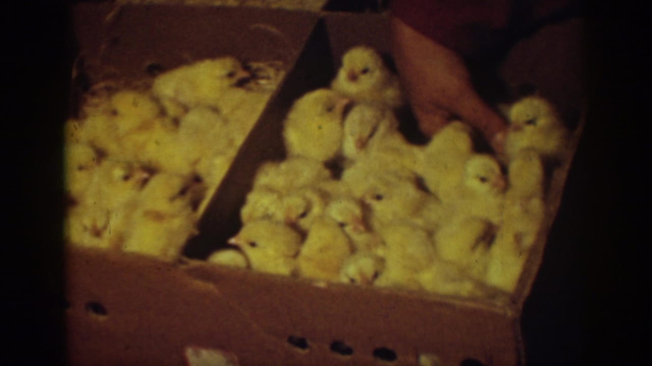 In 1939 Auburn, California home-movie footage, yellow chicks fill cardboard boxes while an adult hand reaches in to tend them.