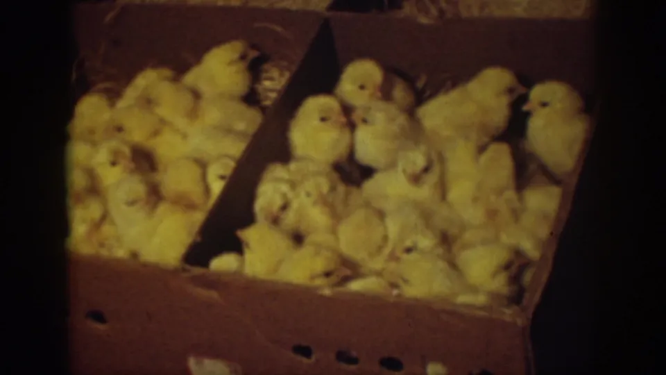 Yellow chicks crowd cardboard boxes with straw bedding in this 1939 Auburn, California 8mm home-movie frame.