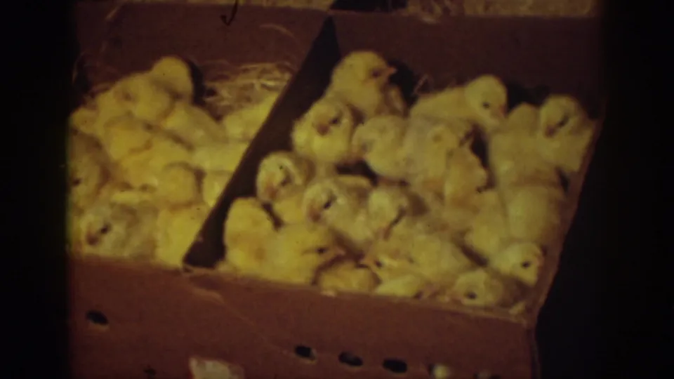 A close 8mm view shows many yellow chicks packed into cardboard boxes, consistent with the Auburn, California 1939 metadata.
