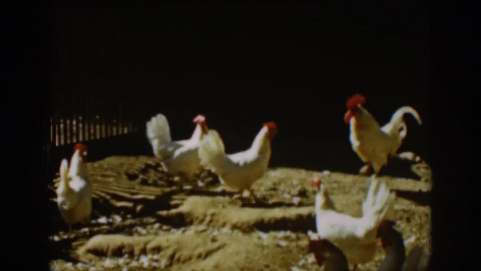White chickens and a rooster move through a rustic Auburn chicken yard in late-1930s home-movie footage.