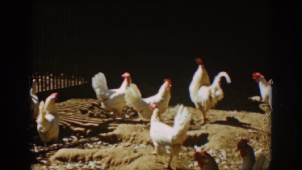 White chickens and roosters standing and walking in a dirt enclosure.