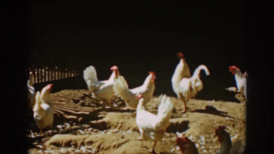 White chickens and roosters roam a sunlit dirt pen in 1939 Auburn, California home-movie footage.
