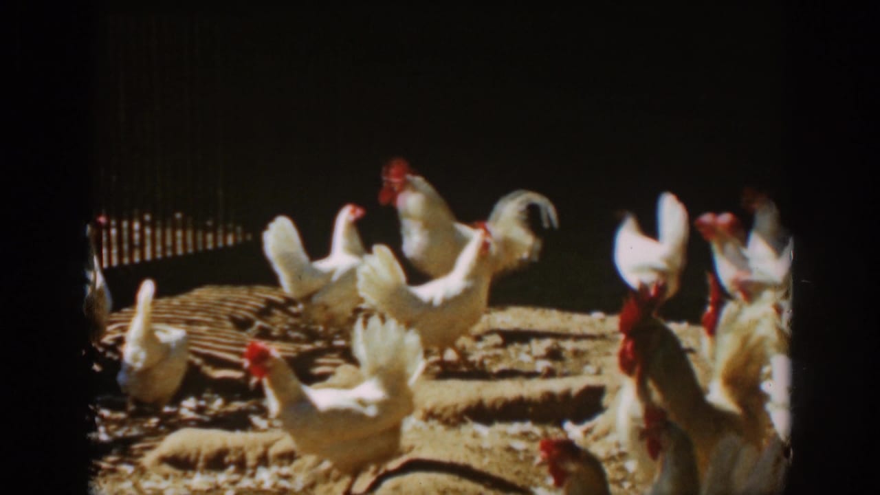 A group of white chickens and roosters cluster and walk in a fenced dirt enclosure in Auburn, California, 1939.