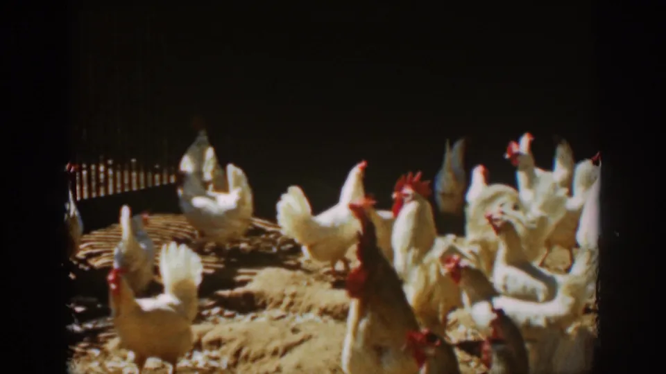 White hens and roosters fill the foreground of a dirt poultry enclosure in 1939 Auburn, California footage.