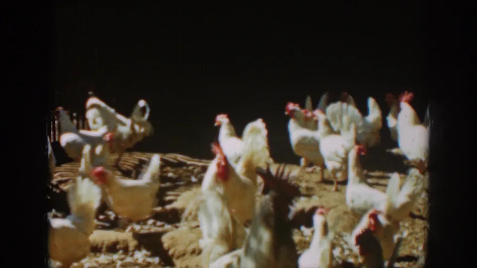 Chickens and roosters spread across the sunlit dirt enclosure, with fencing and dark shade behind them.