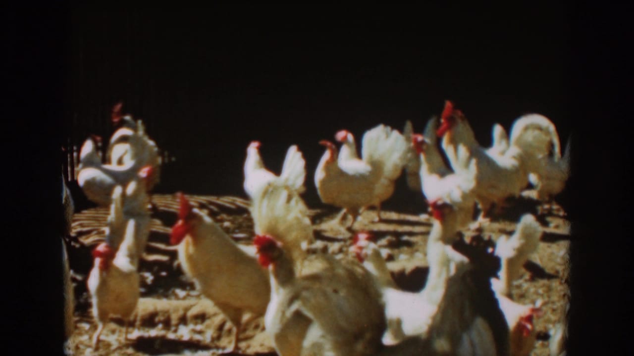 White chickens and roosters gathered in a sunlit dirt farmyard.