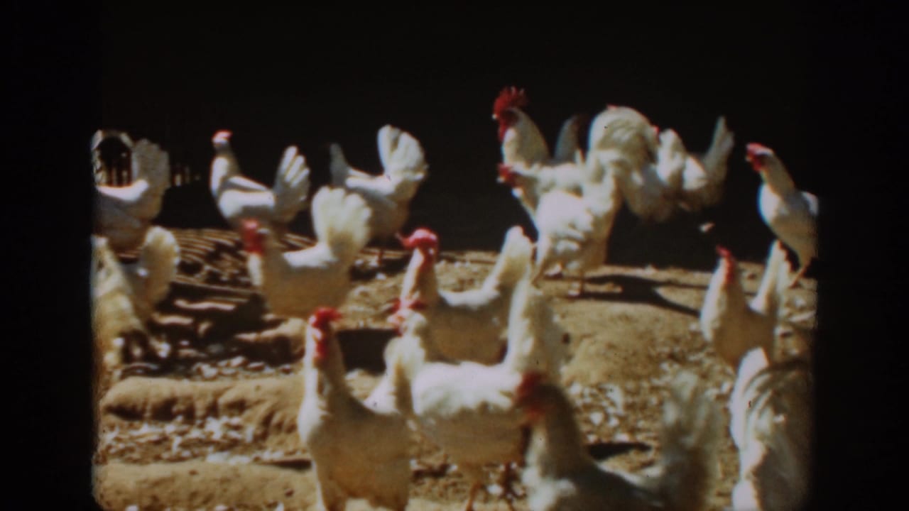 Roosters and chickens spread across a dirt enclosure in sunlight.