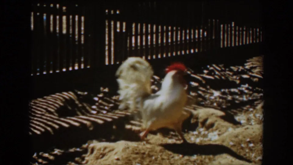 A white rooster stands in partial shade beside wooden fencing in the Auburn farmyard home movie.
