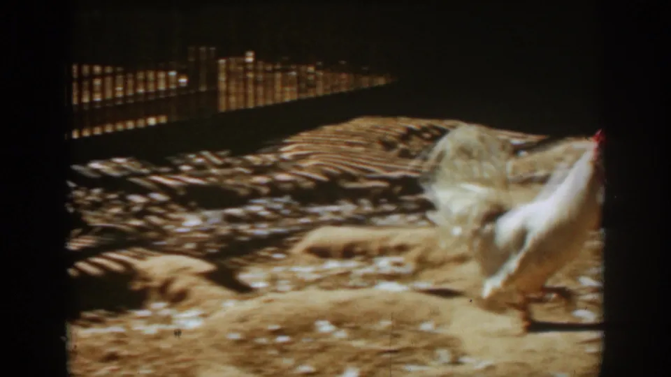 Two white chickens or roosters cross the sun-and-shadow patterned dirt yard in the 1939 Auburn farmyard clip.