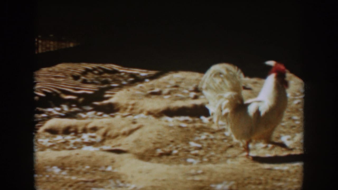 White rooster standing in a dirt yard near wooden fencing.