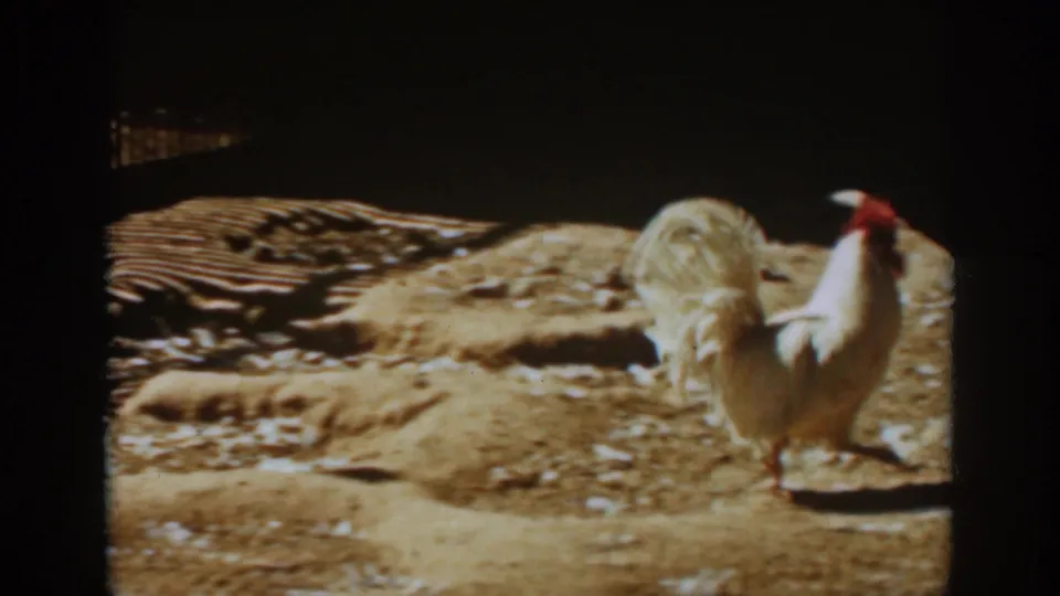 White rooster with a red comb in a sunlit dirt yard, from 1939 Auburn, California 8mm home-movie footage.