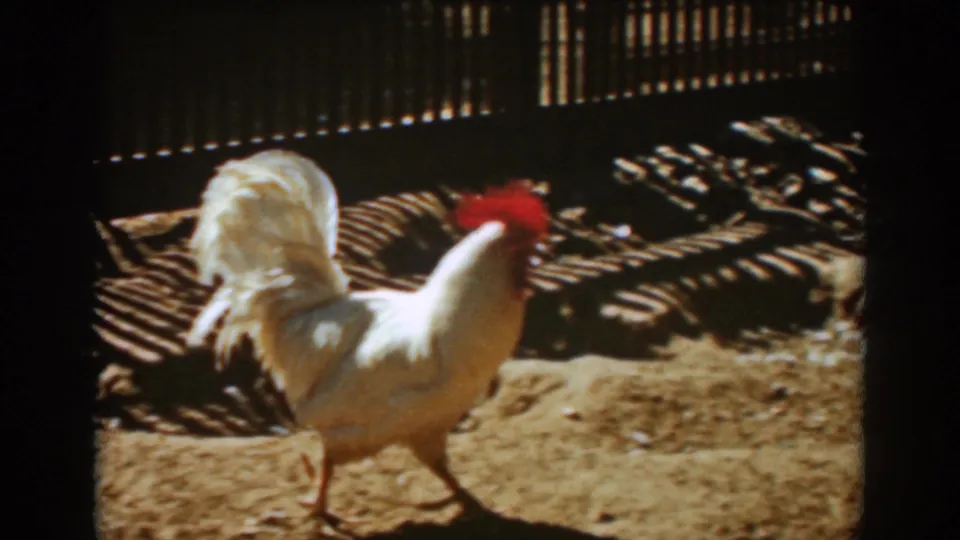 White rooster struts across a sunlit dirt yard in Auburn, California, according to the 1939 clip metadata.