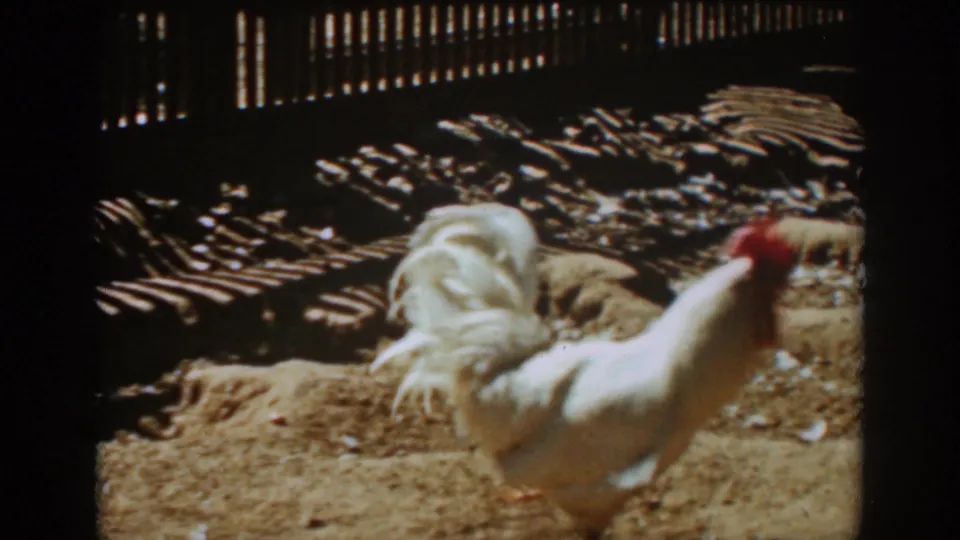 The rooster moves through a shadowed dirt yard with wooden fence patterns visible in 1939 Auburn footage.