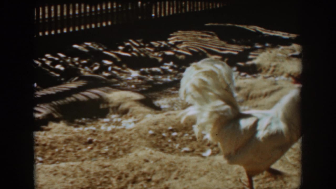 White rooster standing in a sunlit dirt yard with fence shadows behind it.