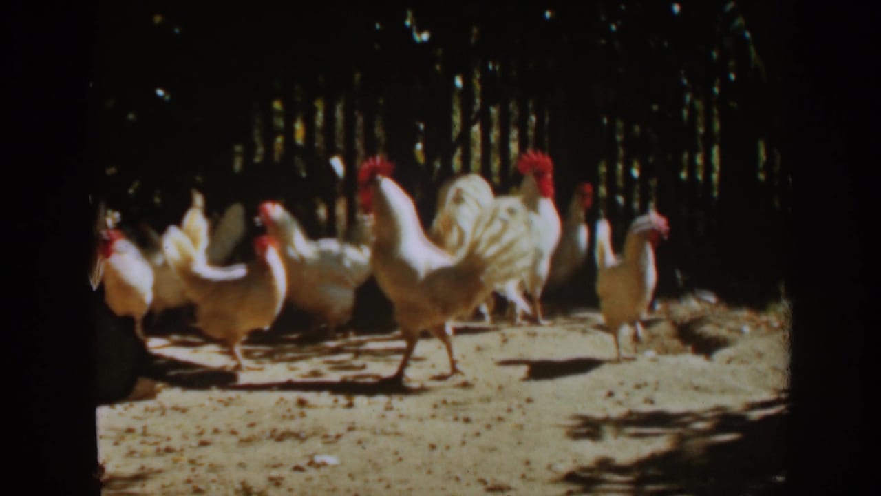 Group of white chickens and roosters walking across a dirt yard in sunlight.