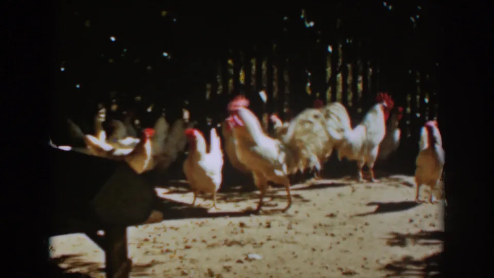 A flock of chickens and roosters gathers in dappled sunlight on a dirt yard in Auburn, California, from 1939 8mm footage.