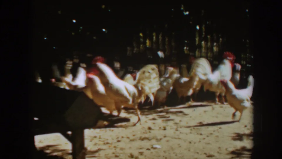 White chickens and roosters cross a sunlit dirt yard with a wooden fence in the background, filmed in Auburn, California in 1939.