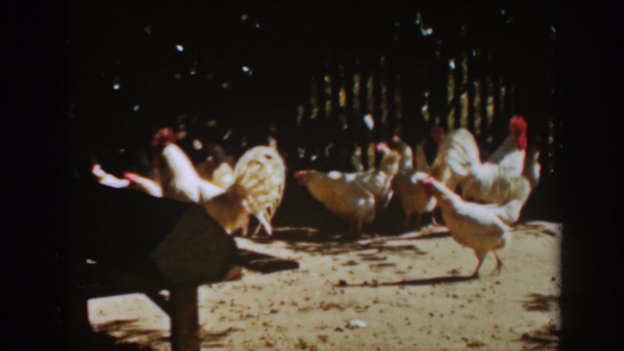 White chickens roam in a sunny sandy enclosure near a dark fence.