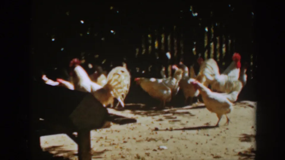 White chickens move through a sunlit Auburn, California poultry yard in 1939 home-movie footage.