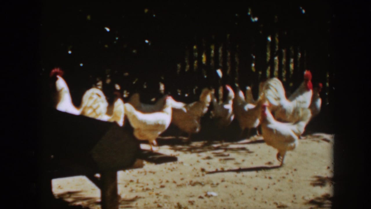 Several white chickens cluster and walk across the enclosure in strong sunlight.