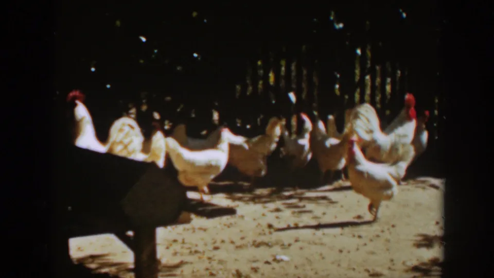A group of white chickens roams across the bright sandy enclosure, with a dark wooden fence behind them.