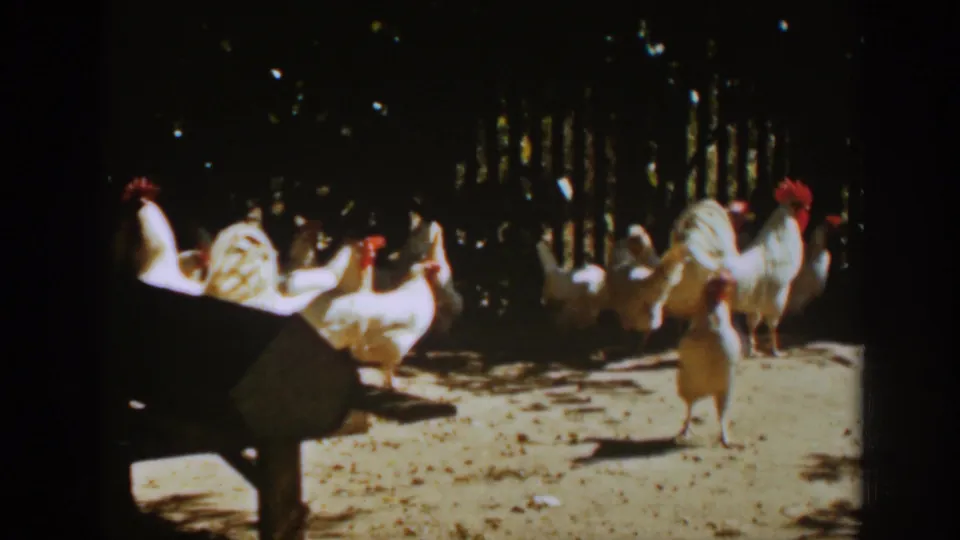 One white chicken faces the camera in a sunny 1939 Auburn yard as other chickens move behind it.