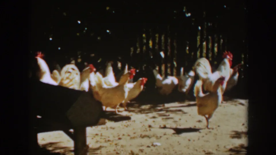 White chickens continue roaming in the Auburn, California enclosure, framed by sunlit ground and a dark fence.